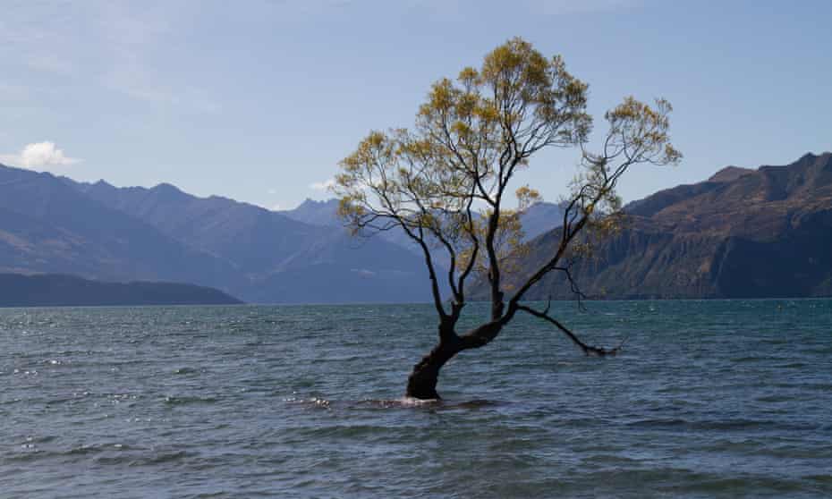 The Wanaka tree after being attacked with a saw