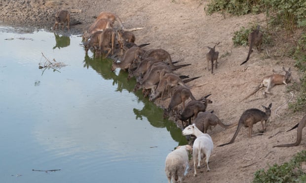 Kangaroos are competing for scarce resources as drought bites across inland Australia. Photograph: Mike Bowers/The Guardian