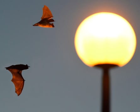Bats hunting around a lamp post, Vosges du Nord Regional Nature Park, France2MGMPW3 Bats hunting around a lamp post, Vosges du Nord Regional Nature Park, France