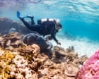 ‘Deathly silent’: two out of three corals in world heritage-listed Ningaloo reef have been killed, scientists confirm