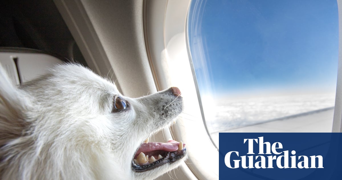 Pup in the air! Haustiere werden bald auf einigen australischen Flügen ...
