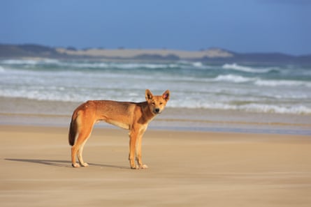 A dingo on a K’gari beach.