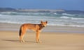 A photograph of a dingo on a beach at K'gari