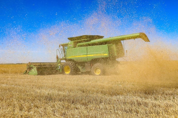 Grain crops being harvested in the Odesa region