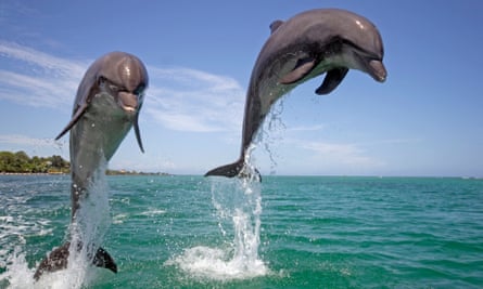 Researcher observed bottlenose dolphins off the coast of Australia for years, including in mating season, and then analysed the animals’ alliances.