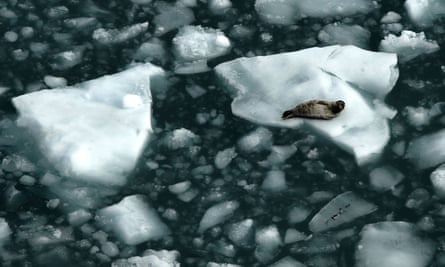 A seal rests on ice in Glacier Bay, Alaska.