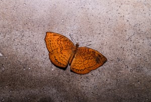 Uma borboleta laranja escura com marcas pretas finas contra um fundo marrom acinzentado