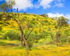 Western Australia’s spring wildflowers bloom – in pictures
