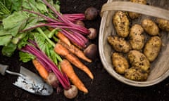 Freshly picked garden vegetables.<br>Close up view of carrots, beetroot and trug basket of potatoes recently dug up.
