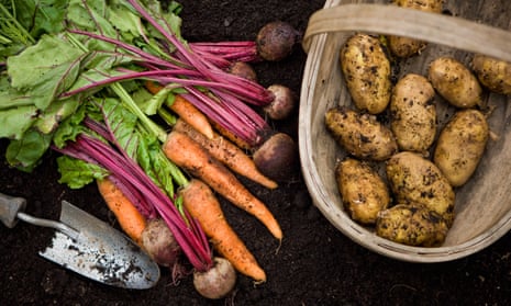 Freshly picked garden vegetables.Close up view of carrots, beetroot and trug basket of potatoes recently dug up.
