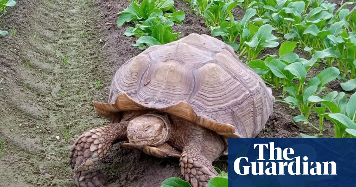 Giant tortoise named Frank the Tank seeks new home for next 100 years