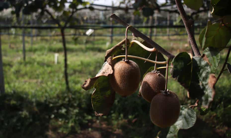 Kiwi fruit on a plant showing symptoms of advanced decline on a research field near Verona. 