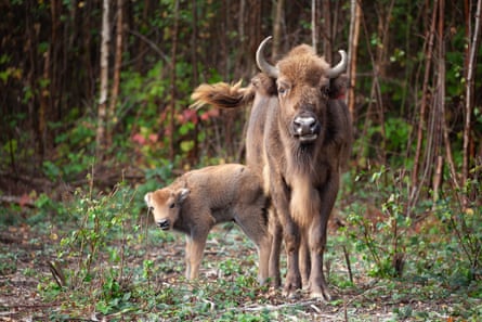 An adult and baby bison in Kent.