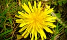 Country diary: The dandelions should be crowded; instead, a solitary bee | Paul Evans