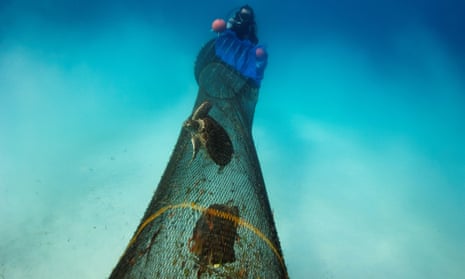 A green sea turtle is trapped in a trawl net. Bottom trawling may also suck up more than 40% of all invertebrate life from the sea floor.