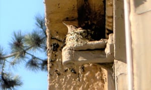 An Anna's hummingbird in a tiny nest on a window hinge.