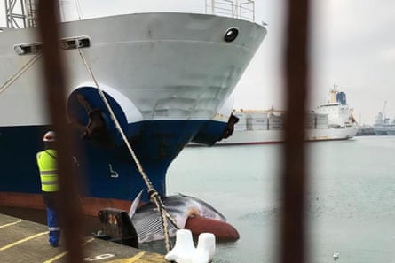 A dead whale over the bow of the Cote d’Ivoirian Star, Portsmouth harbour, December 2019.