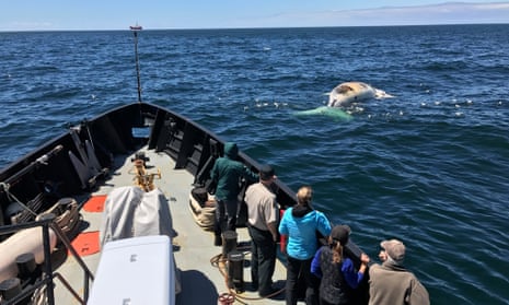 At least 10 whales have been found floating lifelessly off Canada’s coast in recent months.