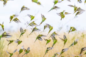 Budgies taking flight from long dry Autumn grass. There were so many budgies flying around that Davis became cold from the volume of air they were displacing with their wings