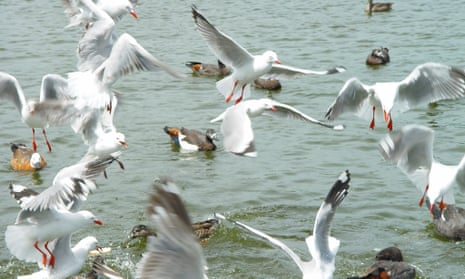 Numbers of the red-billed seagull in New Zealand have fallen as much as 90% in the last few decades.