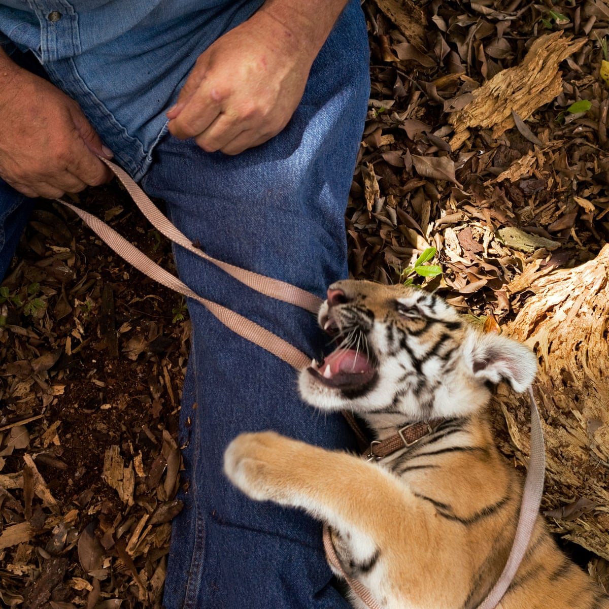 More Tigers Live In Us Back Yards Than In The Wild Is This A