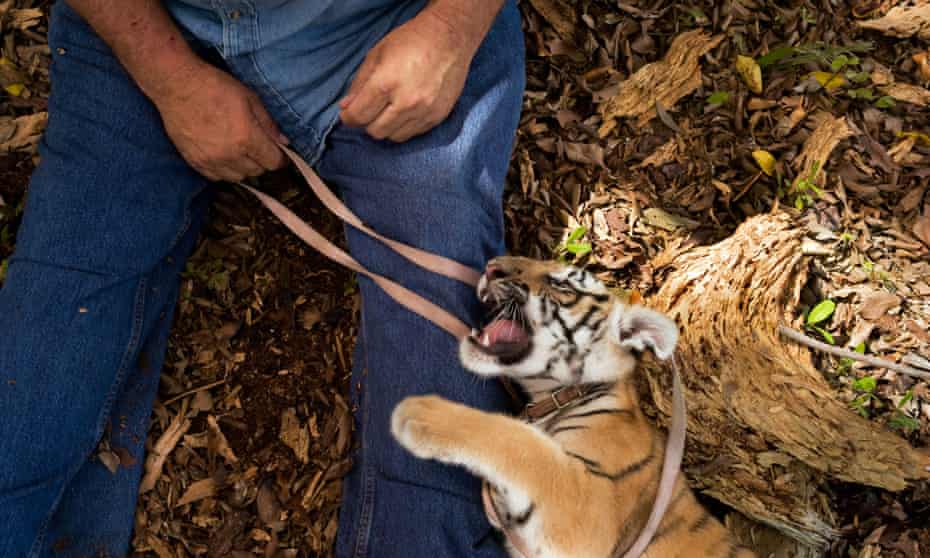 A privately owned tiger cub on a lead