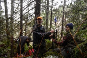 Dave Manson (centre), project biologist and member of the Olympic Cougar Project, prepares to dart Lilu with a tranquilliser