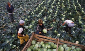 Farm workers in East Anglia