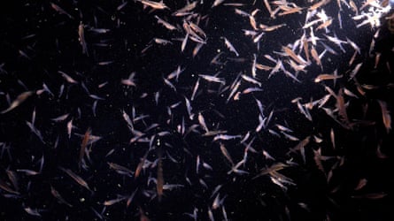 Lots of krill lit up against a dark background