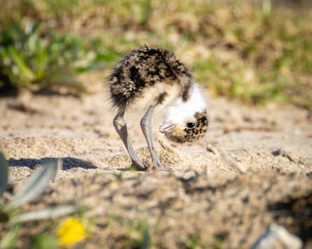 ‘Every morning and evening I wandered down to check on how the chicks were faring.’
