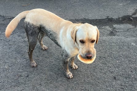 A labrador is standing on the pavement, it is covered in mud up to the top of its legs and it is holding a bread roll in its mouth