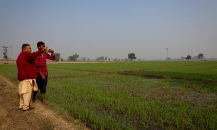 A farmer near Attari in Punjab inspecting his paddy field