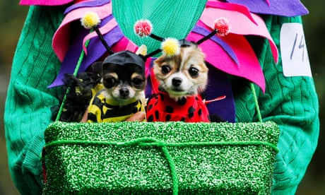 New York's Halloween dog parade 2016 – in pictures