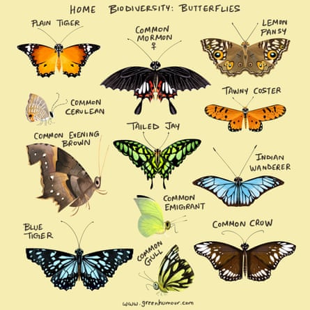 Butterflies have made Mumbai their home
