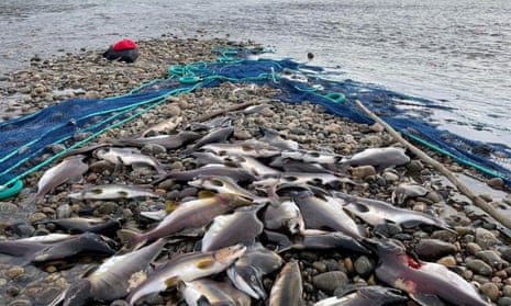 Dozens of salmon lie on the rocky bank of a river