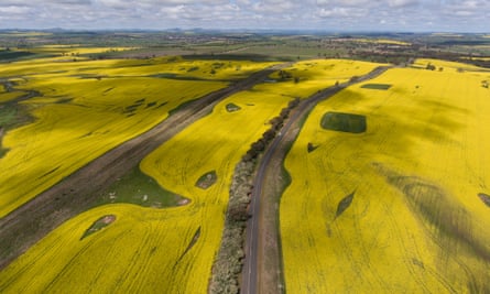 Canola flowers in full bloom in a field outside of Harden-Murrumburrah on the south-west slopes of NSW.