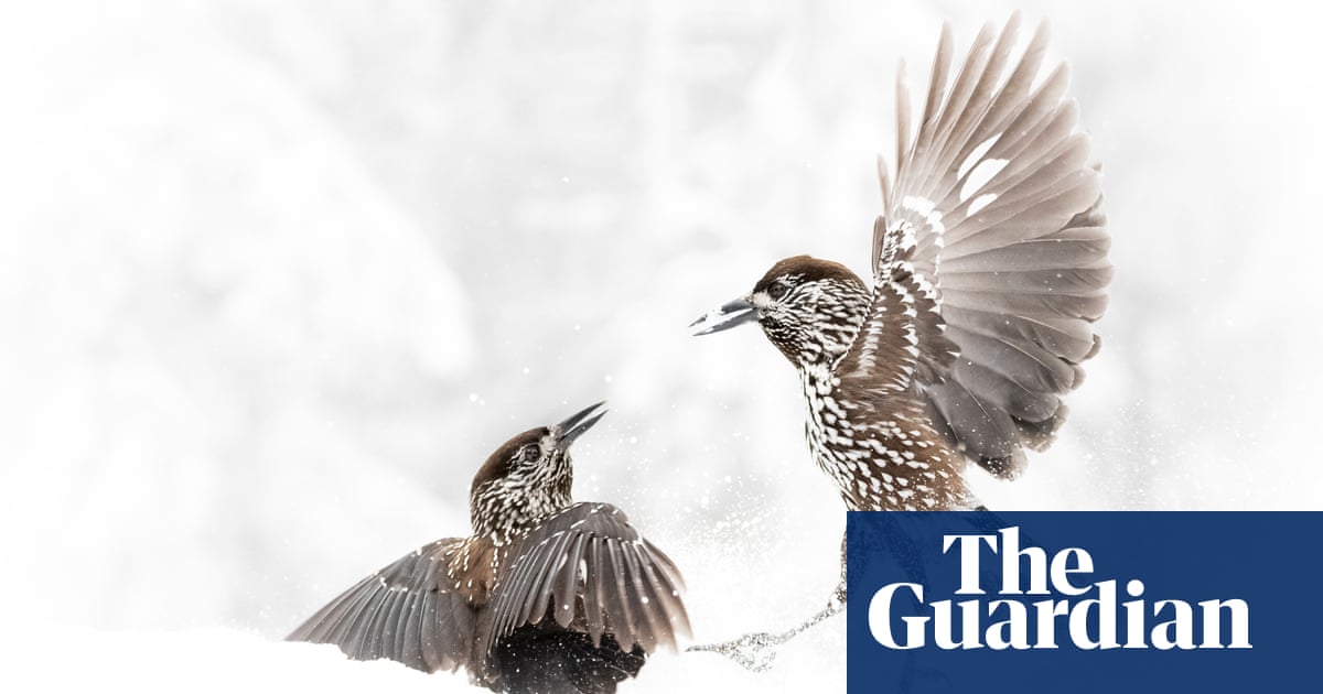 Scientific phenomena photographs of the year – in pictures | Art and