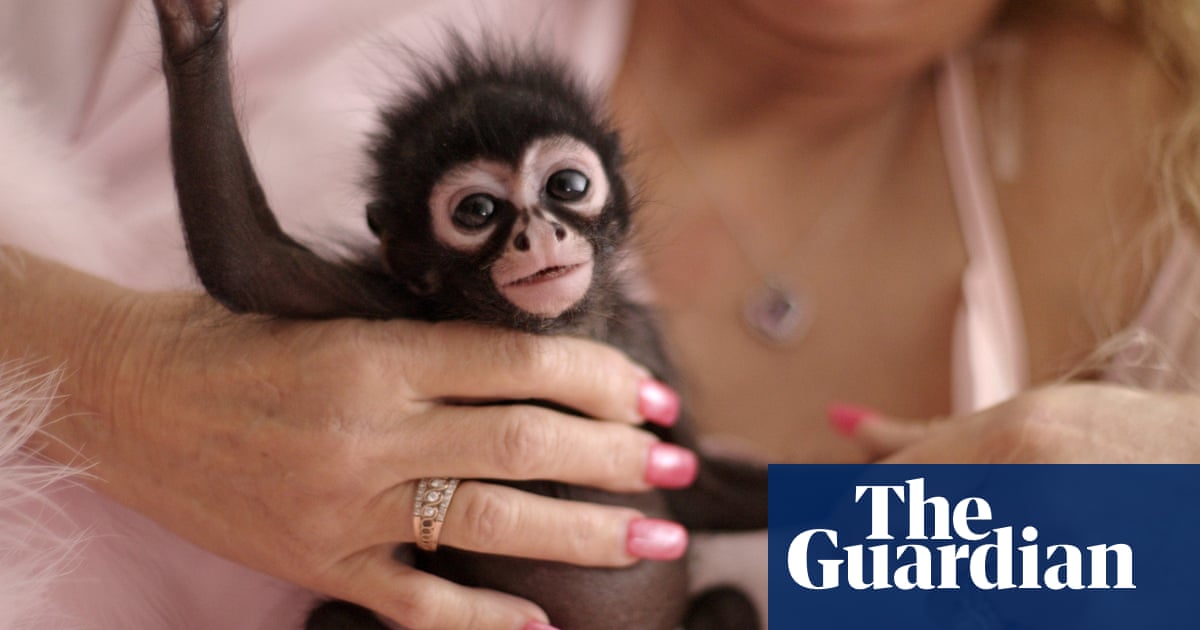 “Amo a estos chimpancés más que a mis hijos”: dentro del mundo salvaje de las “madres de monos” | Documental “Amo a estos chimpancés más que a mis hijos”: dentro del mundo salvaje de las “madres de monos” | Documental