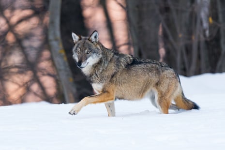 A hydrid wolfdog trots through deep snow