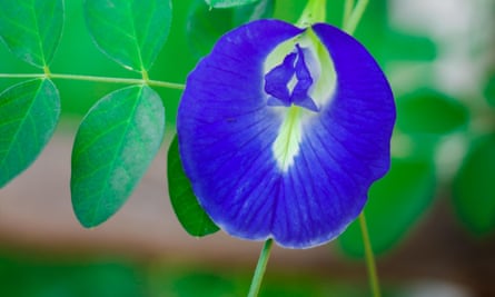 The blue butterfly pea flower in bloom