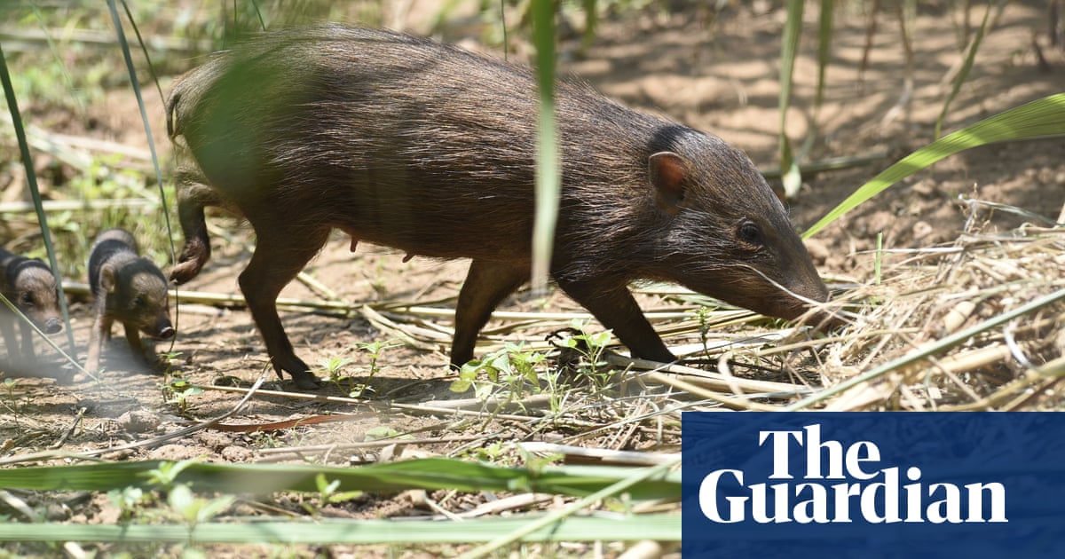 Pig in clover: how the world’s smallest wild hog was saved from extinction