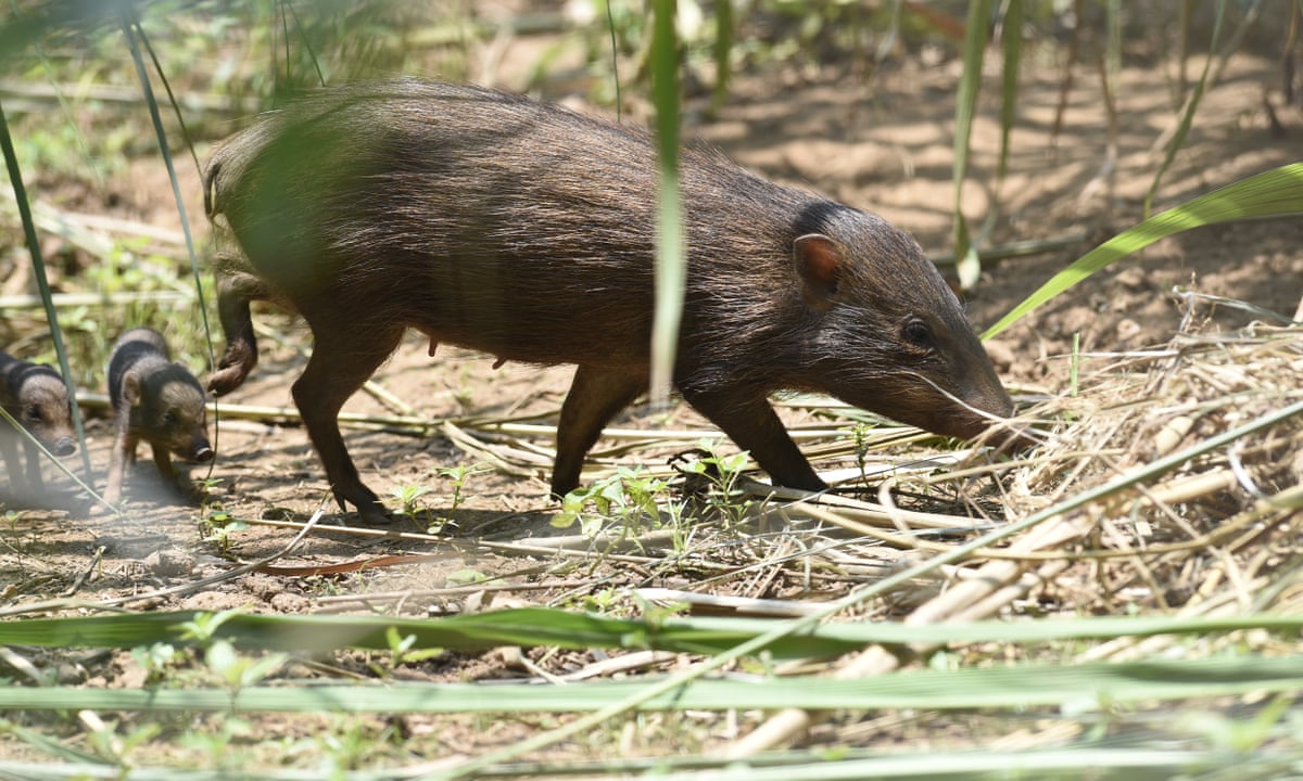 Pig in clover: how the world's smallest wild hog was saved from extinction  | Global development | The Guardian