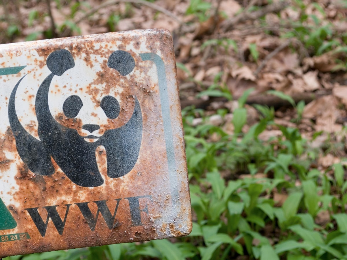 Report Clears Wwf Of Complicity In Violent Abuses By Conservation Rangers Global Development The Guardian Report Clears Wwf Of Complicity In Violent Abuses By Conservation Rangers Global Development The Guardian