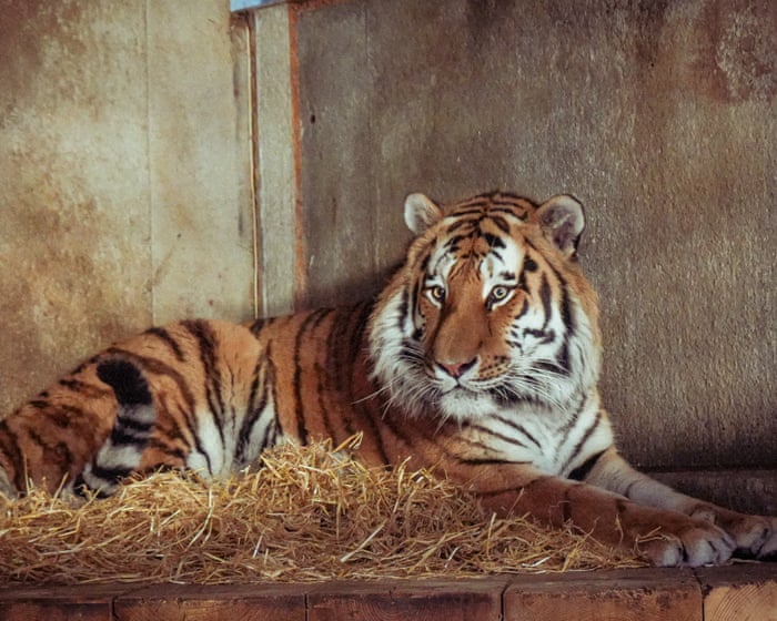 Wildlife park confirms tiger will not be euthanised after man mauled to death