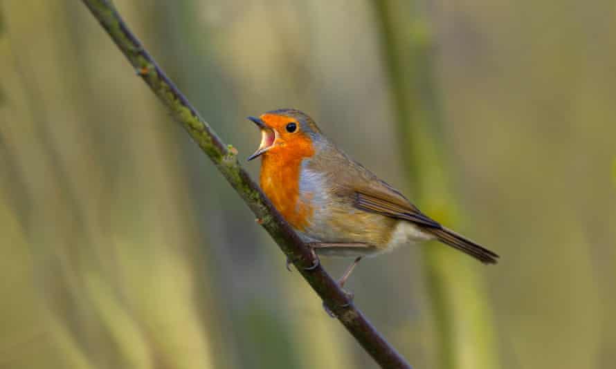 Sweet Murderous Robins Birdwatching The Guardian Sweet Murderous Robins Birdwatching The Guardian