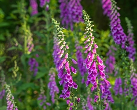 Common foxglove (Digitalis purpurea) in flower in forest in late spring