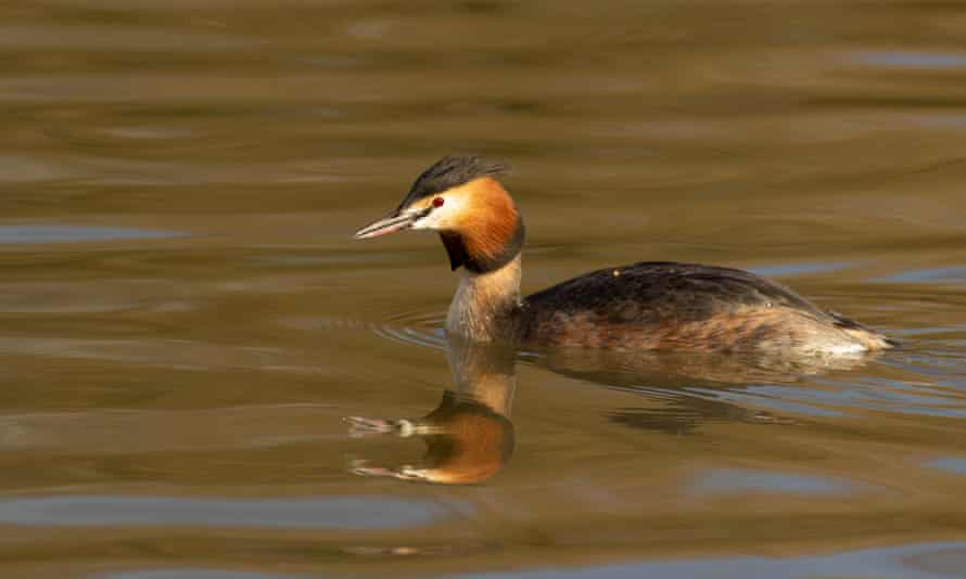 A great crested grebe in Crawley on 6 March.