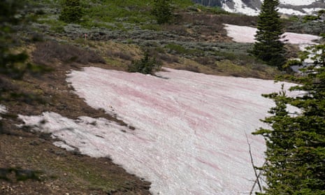 Snow near Park City, Utah, takes on a pink hue due to algae that swim to the surface and change colors to protect themselves from ultraviolet rays.