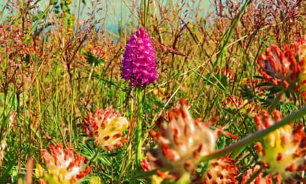 A bright purple pyramidal orchid in the middle of other plants and grasses