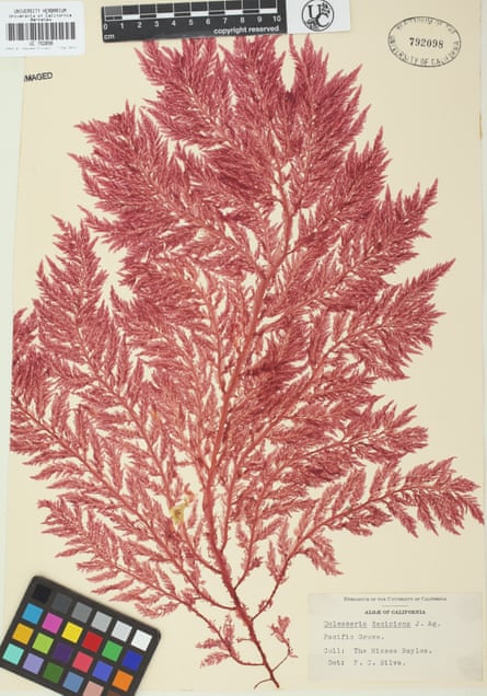 Victorian-era seaweed collected in California.